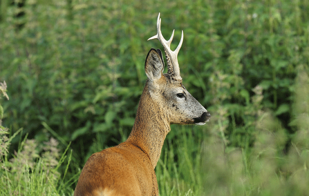 Roe Deer Hunting Package