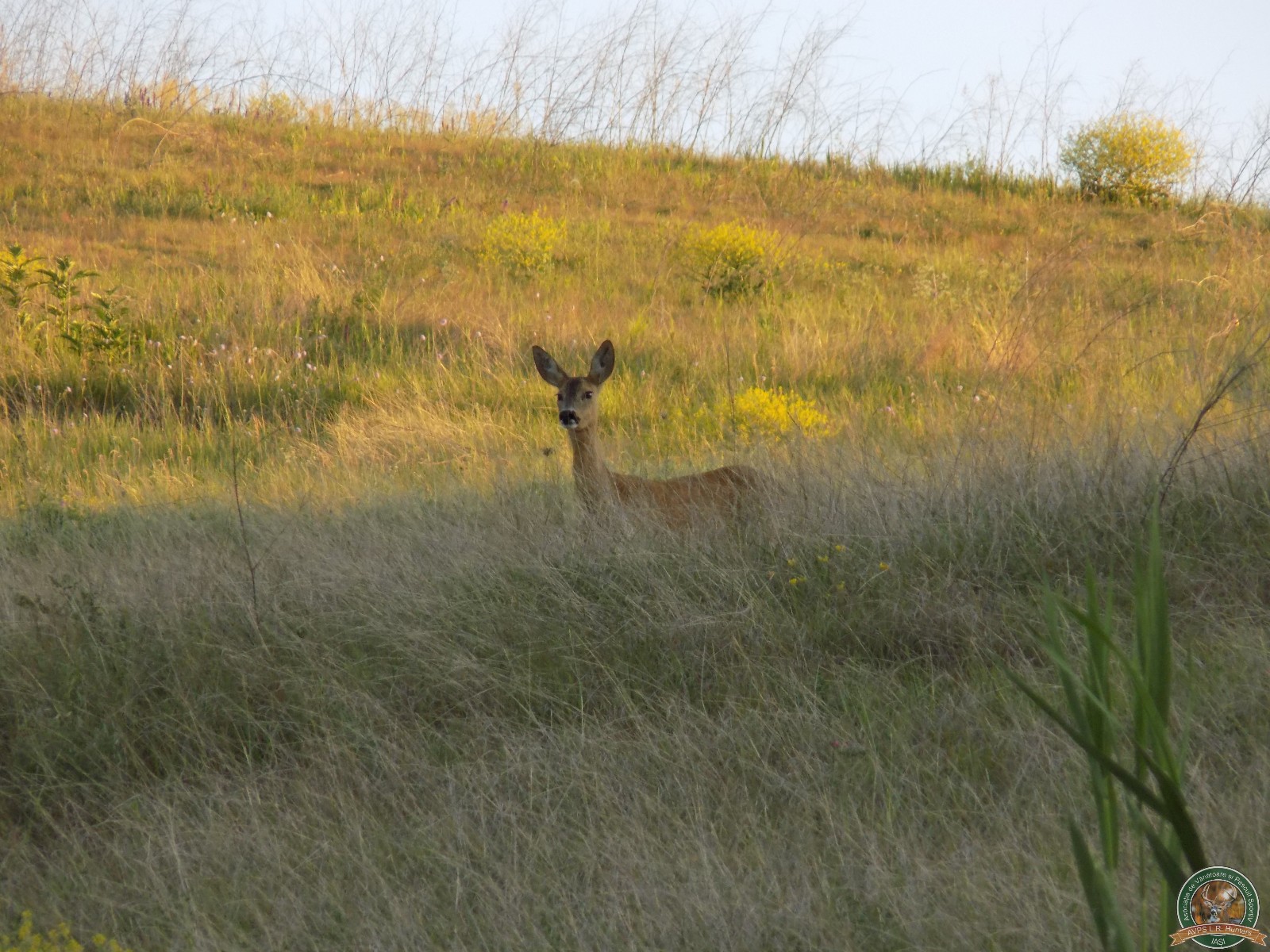 avps-lr-hunters-animale-12