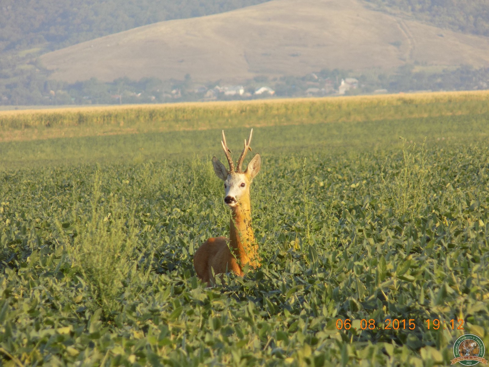 avps-lr-hunters-animale-14