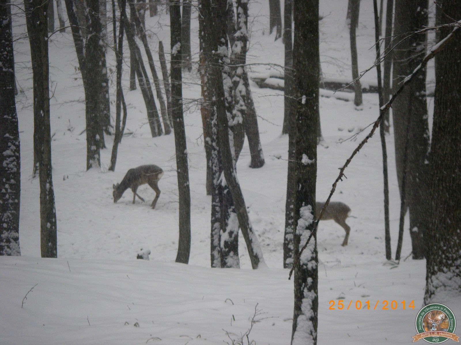avps-lr-hunters-animale-15