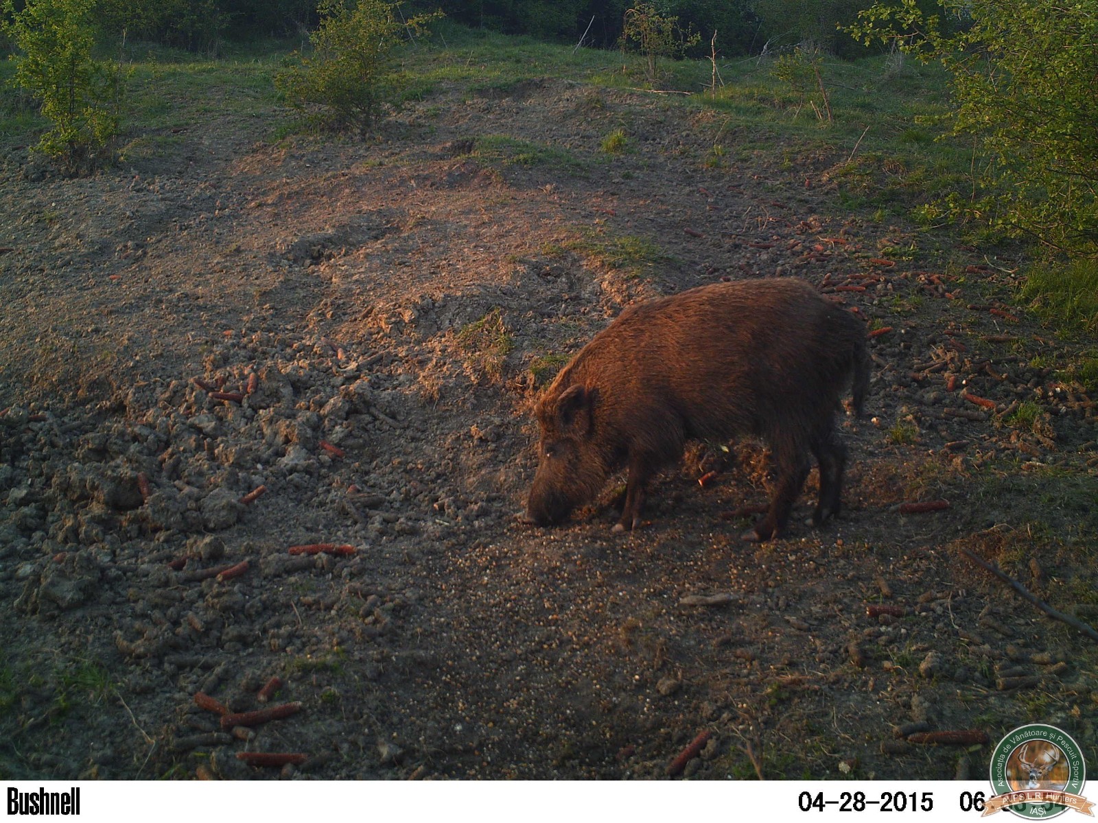 avps-lr-hunters-animale-18