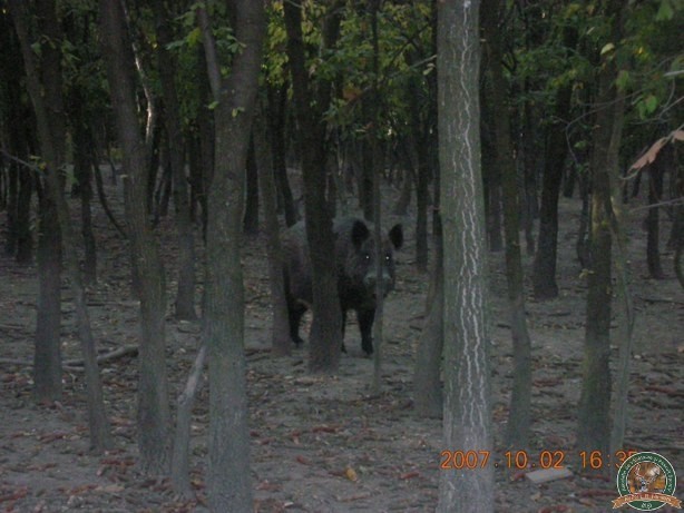 avps-lr-hunters-animale-21