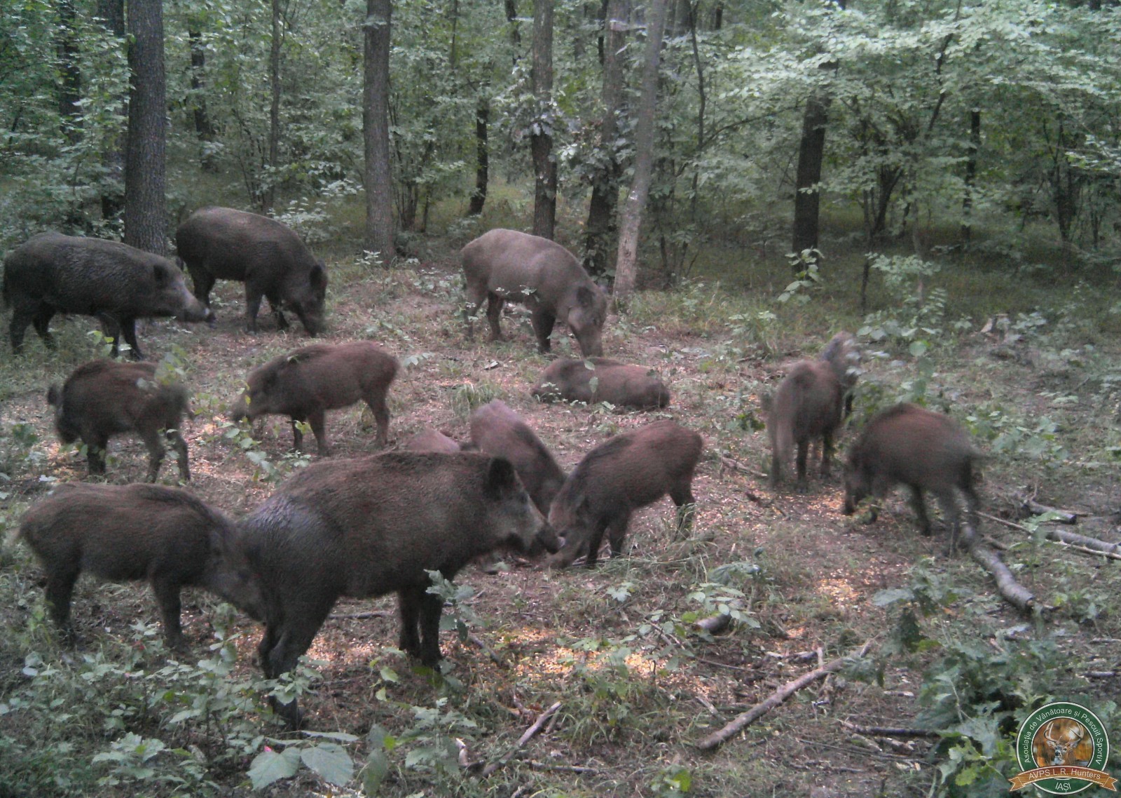 avps-lr-hunters-animale-25