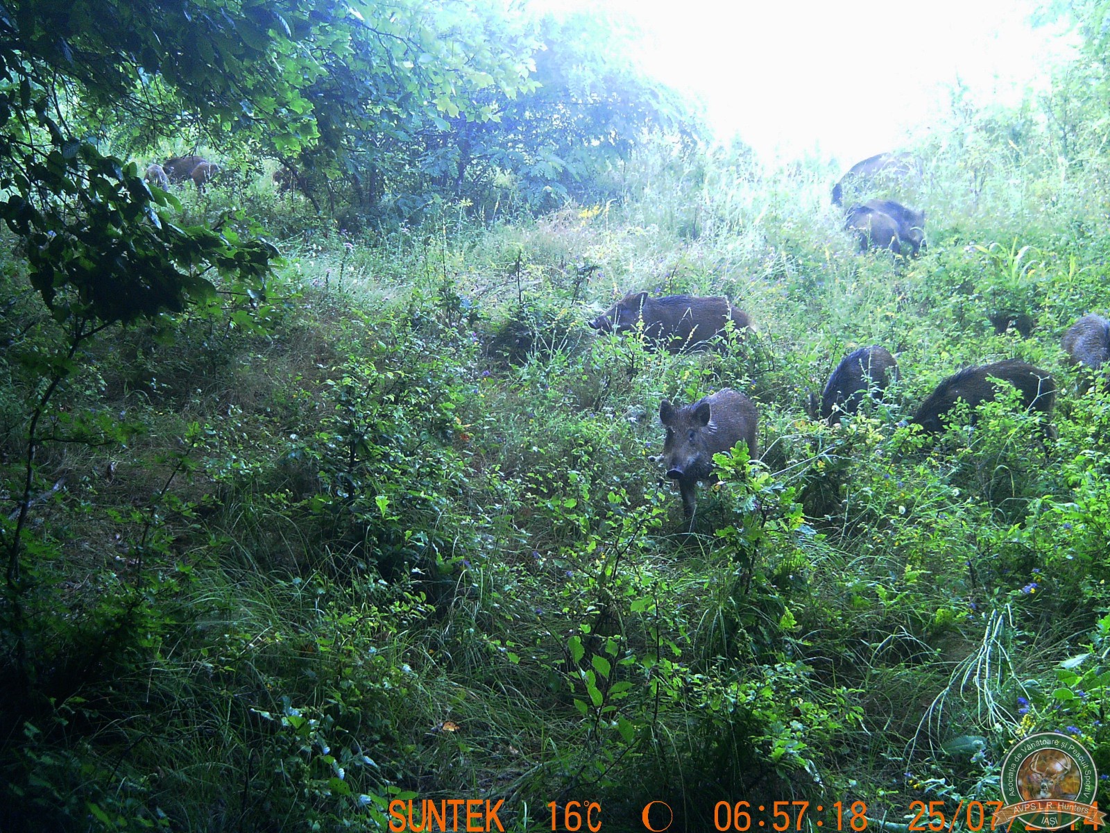 avps-lr-hunters-animale-26