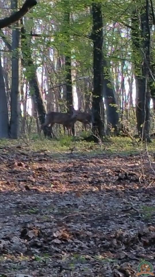 avps-lr-hunters-animale-3