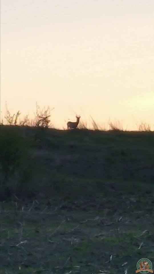 avps-lr-hunters-animale-6