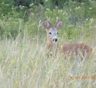 thumb_avps-lr-hunters-animale-13